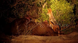 Sneaky jackal carefully steals from lion's buffalo kill at night