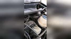 Newsflare Edit - Black mamba snake pulled from car engine