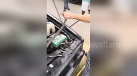 Deadly black mamba snake found inside car engine
