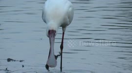 Bird with strange looking bill pulverises frog