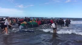 Así fue el intento de regresar la ballena al mar https://t.co/oc9LWjkeL9