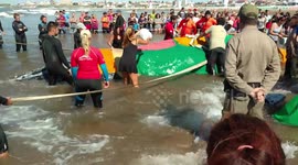 Ballena varada en punta mogotes 8 abril 2018