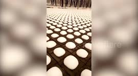 Thousands of 'snow buns' appear in Beijing parking lot