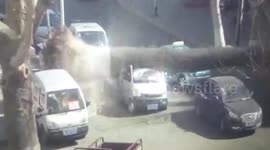 Falling tree smashes cars in wind