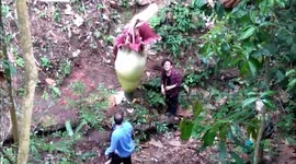 Tourists spotted 'damaging' rare corpse flower that takes years to bloom