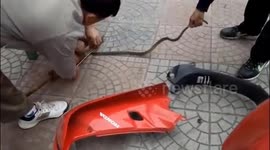 Men catch snake hiding in motorbike