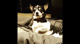 Coco chihuahua funny dog demanding attention