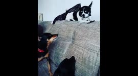 Come and have a go if you think you're hard enough  - crazy Coco the Chihuahua playing and stomping