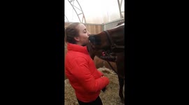 Canadian horse owner gets nuzzled during grooming