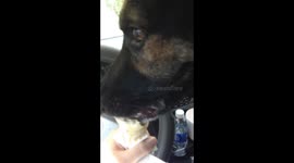 German Shepherd  eats Ice cream cone after vet appointment