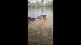 German shepherds play