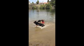 German shepherds play