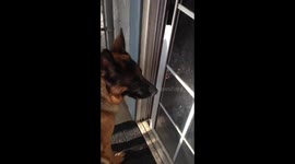 German Shepherd opens door for his lady