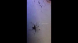 watch man try and eat a huge spider
