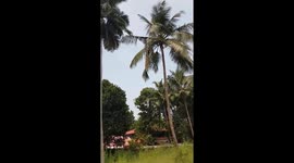 Village scene in Palghat, India