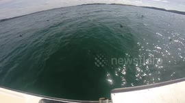 Shark steals mans fish