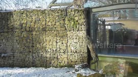 National Sibling Day - Snow Leopard Cub Trying To Climb Wall To Get To Her Twin