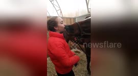 Canadian horse owner gets nuzzled during grooming