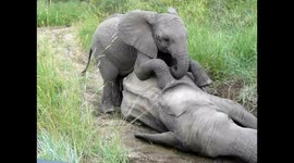 Rare Elephant footage you will never see again!