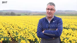 Thousands of daffodils have been left weeks behind schedule following the prolonged harsh winter.