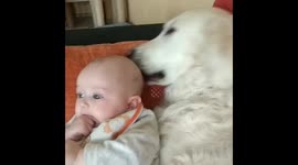 Perrita besa bebé //dog kisses baby