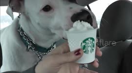 Dogs First Puppuccino!!