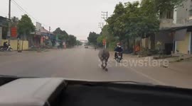 The Buffalo runs before the car