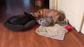 Best friend dogs sleeping nose to nose