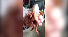 Chinese fisherman shows off frog with five legs