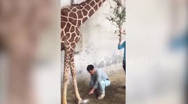 Giraffe gets pedicure at zoo in China