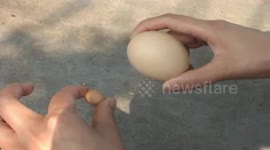 Hen lays tiny egg in China