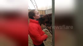 Newsflare Edit - Canadian horse owner gets nuzzled during grooming