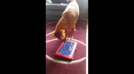 Dog vs Tablet