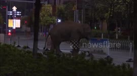 Wild elephant wanders through city in China