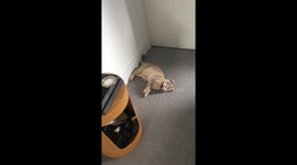 Cat thinks hes a Dog