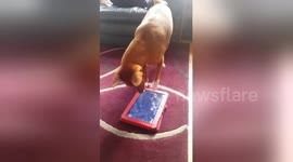 Newsflare Edit - Dog vs Tablet