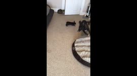 Watch a tiny bunny play tag with a much larger dog
