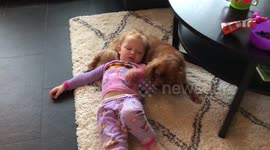 King charles Cavalier Pet day