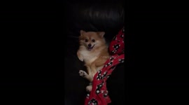 When it’s national pet day and you can’t stop smiling