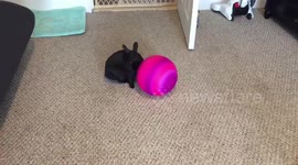 Bunny Plays With Ball as Dog Watches