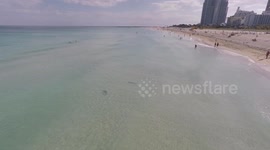Sharks on Miami Beach - drone footage