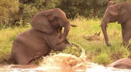 Big male elephant fails to get out of river