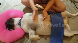 Family gives adorable pug a spa-like experience
