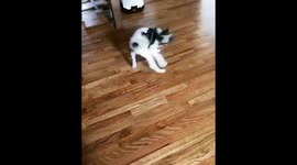 Dizzy puppy!