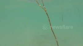 Watch a blacktip shark roam near unsuspecting swimmers