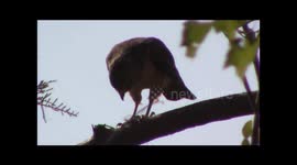 Red-Shouldered Hawk (Florida) catches & eats prey