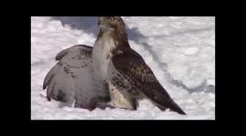 Red-Tailed Hawk Catches Squirrel