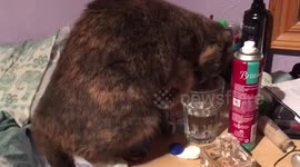 Cat Drinks Water From Glass