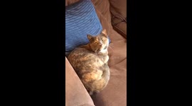 Dramatic Cat