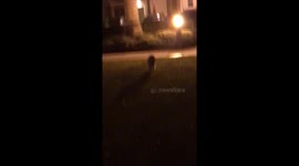 Early morning raccoon encounter